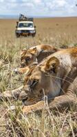 Lioness eating close to safari vehicle in Maasai Mara photo