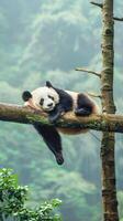 Lazy panda bear sleeping on a tree branch in China wildlife photo