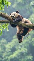 Adorable panda bear resting on a tree branch in China photo