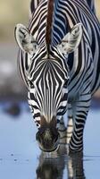 Plains zebra Equus quagga drinking at waterhole, close-up front view photo