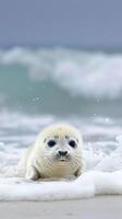 Seal pup resting on snowy beach photo