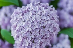 Common lilac flower bokeh background photo