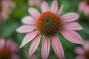 Coneflower bokeh background photo
