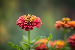 Common zinnia flower bokeh background photo