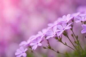 Creeping phlox flower bokeh background photo