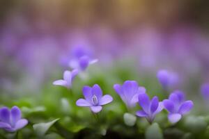 Creeping mazus flower bokeh background photo
