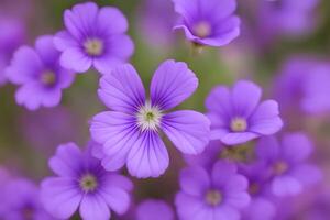 Cranesbill flower bokeh background photo