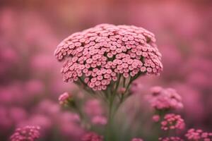Achillea desert eve deep flower bokeh background photo