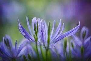 African lily flower bokeh background photo
