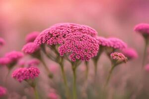 Achillea desert eve deep flower bokeh background photo