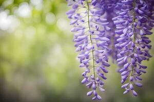 American wisteria flower bokeh background photo
