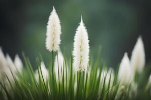Bear grass bokeh background photo