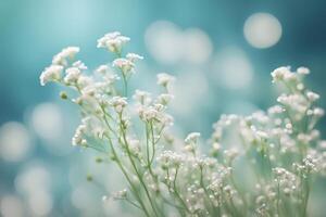 Babys breath flowers bokeh background photo