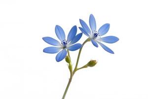 Bluet flower on white background photo