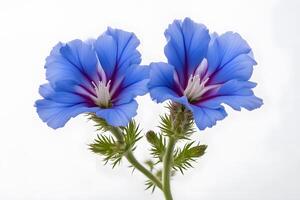 Blue lechenaultia flower white background photo
