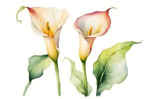 Watercolor calla lily flower white background photo