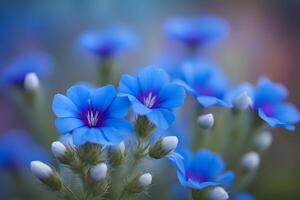 Blue lechenaultia flowers bokeh background photo