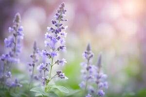 Catmint flowers bokeh background photo