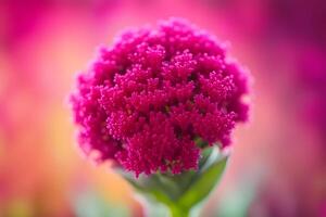 Cockscomb flower bokeh background photo
