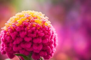 Cockscomb flower bokeh background photo