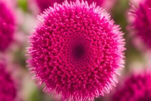 Cockscomb flower bokeh background photo