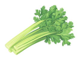 flat illustration of celery on transparent background png