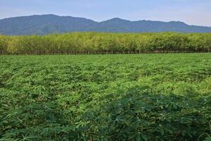 Full view of a cassava plantation with a rubber plantation, mountains and sky in the background. photo