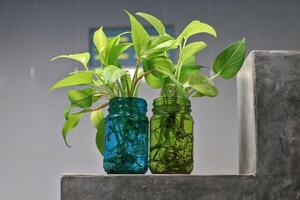 Golden pothos Scindapsus aureus add a touch of freshness to the bathroom. Planted in a clear, square glass. photo