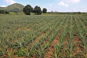 Pineapple fields where farmers wait for production With the sky and mountains in the background photo