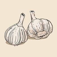 Garlic drawing with inking style vector