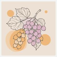 White Currant Illustration, Crisp and Detailed Botanical Design vector