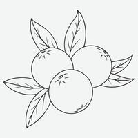 Elegant Juniper Line Art for Minimalist Designs vector