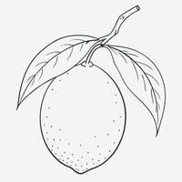 Elegant Kumquat Line Art, Minimalist Citrus Illustrations vector