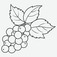 Elegant White Currant Line Art, A Minimalist Botanical Illustration vector