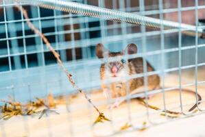 Small Brown Mouse Captured in a Live Trap Outdoors in Afternoon Light photo