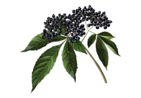 Elderberry isolated on transparent background. png