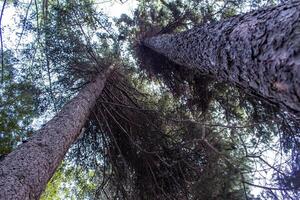 A tall spruce tree grows in the forest, decorating the environment. photo