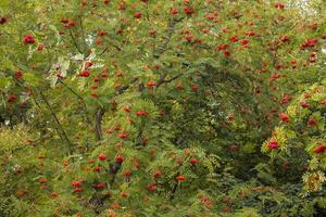 In the autumn forest, there is a shrub with berries and leaves, and you can also use this image as a background or frame. photo
