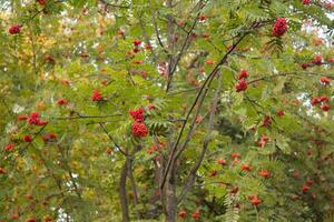 In the autumn forest, there is a shrub with berries and leaves, and you can also use this image as a background or frame. photo