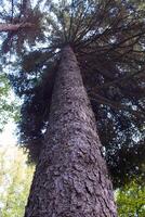 A tall spruce tree grows in the forest, decorating the environment. photo