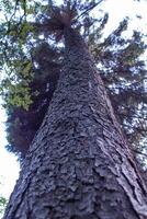 A tall spruce tree grows in the forest, decorating the environment. photo