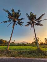 Panorama of rice fields in a quiet village in the morning. Rice fields when they are young and green in the morning with a little dew with a beautiful mountain backdrop and a bluish yellow morning sky photo