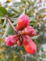 a cluster of red berries on a tree photo
