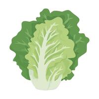 Lettuce leaf illustration isolated on white background vector