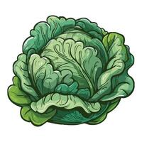 A green cabbage on a white background vector