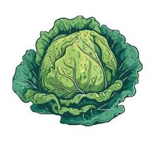 Cabbage, green vegetable illustration isolated on white background vector