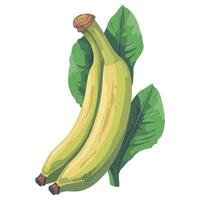 Bananas with leaves on a white background vector