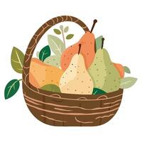 A basket full of pears and leaves vector