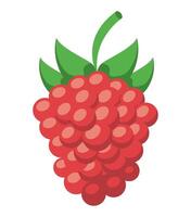 Raspberry fruit icon illustration vector