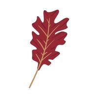A red oak leaf on a white background vector